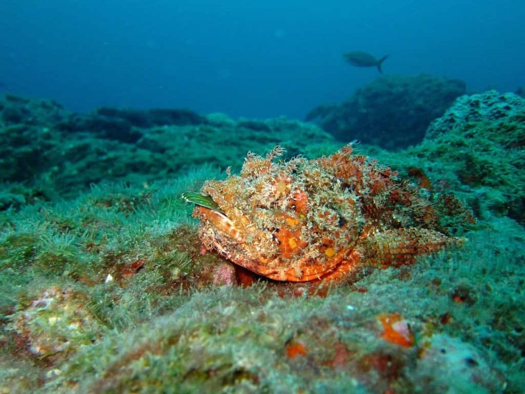 Gli scorfani si mimetizzano con il fondo del mare e aspettano di tendere un'imboscata alla preda di passaggio