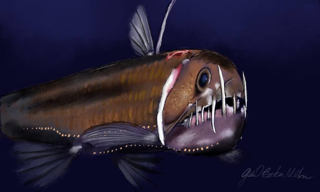 Pesce vipera del Pacifico