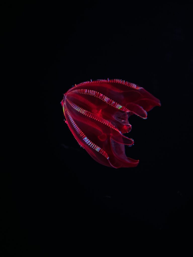 Medusa a pettine dal ventre sanguinante