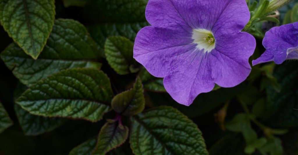 Le petunie sono velenose per cani o gatti - Petunia viola