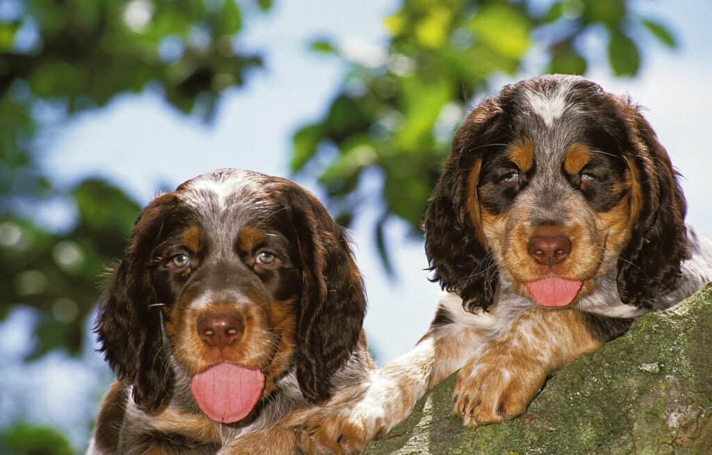 Cuccioli Piccardia Spaniel