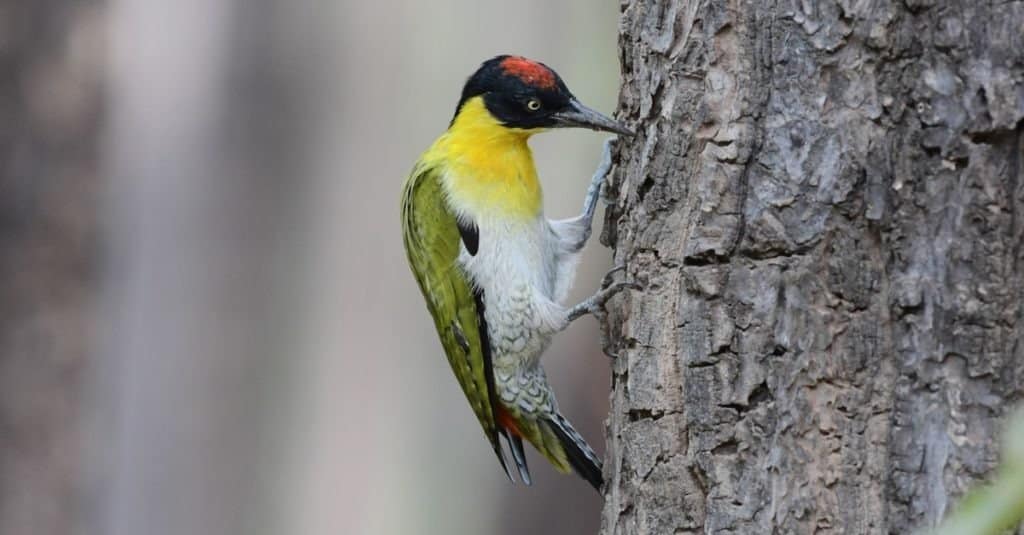 Picchio, Picchio giallo Testa rossa, Arrampicata per uccelli, Picchio che si arrampica sull'albero, Uccello giallo, uccello trapano ad albero