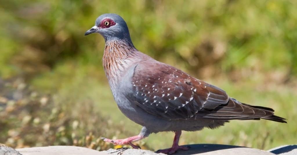 Red Eyed Pigeon cammina su una roccia per andare a mangiare