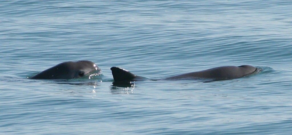 Coppia di vaquita nuoto