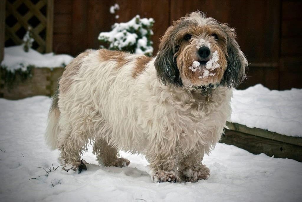 Petit Basset Griffon Vendéen - divertimento sulla neve