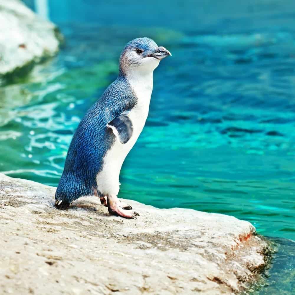 pinguino fata in piedi su una roccia accanto a un corpo d'acqua Bluegreen.  Piccolo pinguino blu sulla roccia