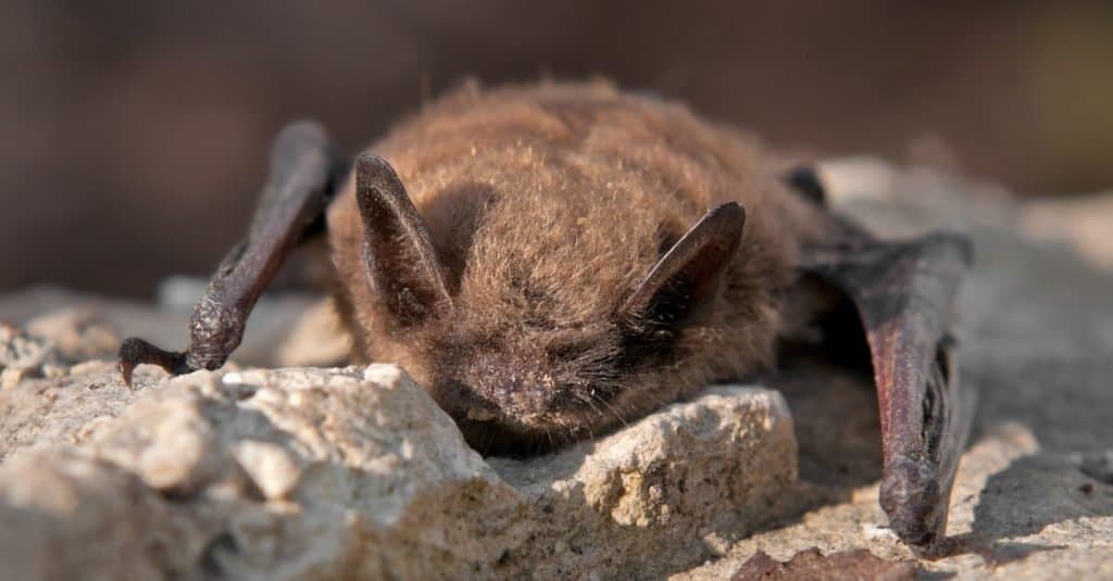 Piccolo pipistrello marrone seduto contro una parete rocciosa.