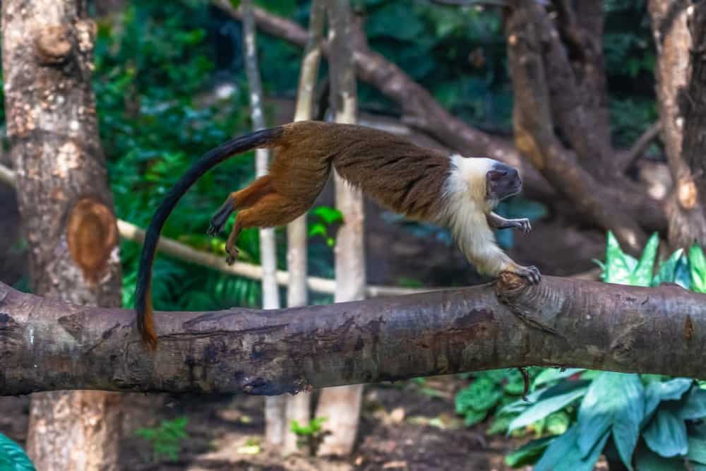 Pied Tamarin (Saguinus Bicolor) - saltando da un ramo di albero