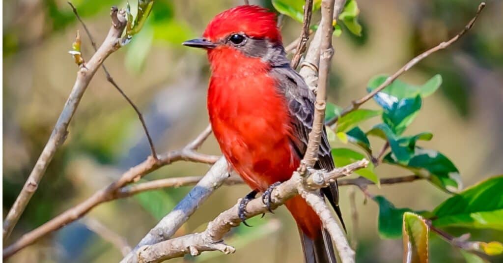 Uccelli che sembrano cardinali: Pigliamosche vermiglio