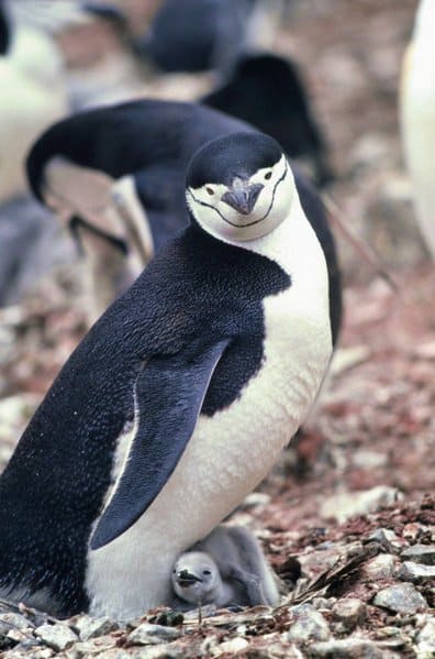 pinguino sottogola - Pygoscelis antarctica - pinguino con segni di mento guardando la fotocamera