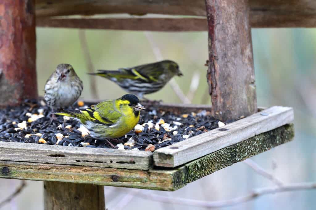 Lucherini maschi e femmine di pino a una mangiatoia per uccelli