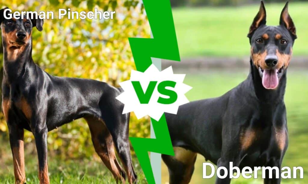Pinscher tedesco vs dobermann