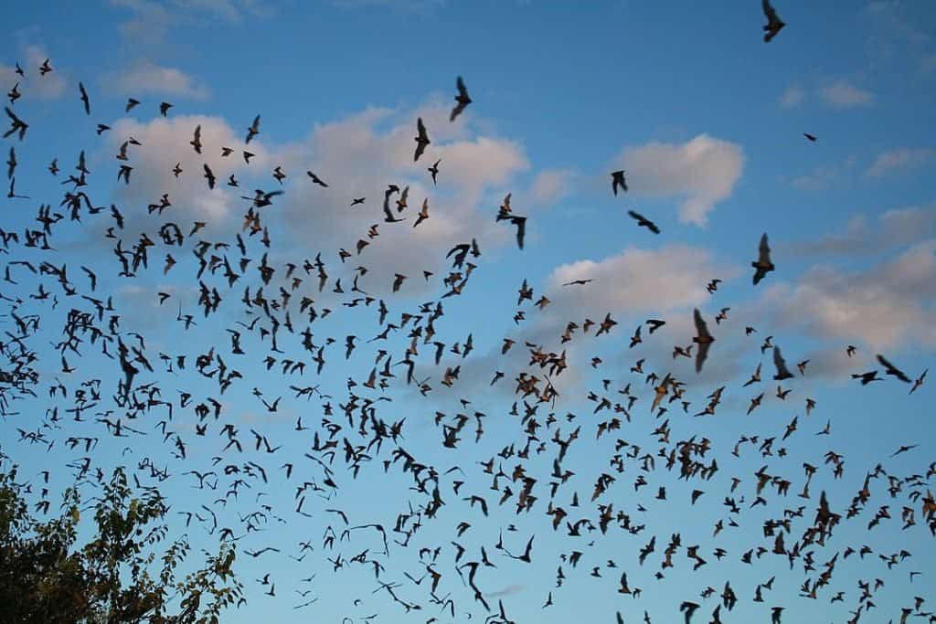 Pipistrelli messicani dalla coda libera che escono dalla caverna dei pipistrelli di Bracken