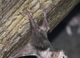 Pipistrello vampiro
