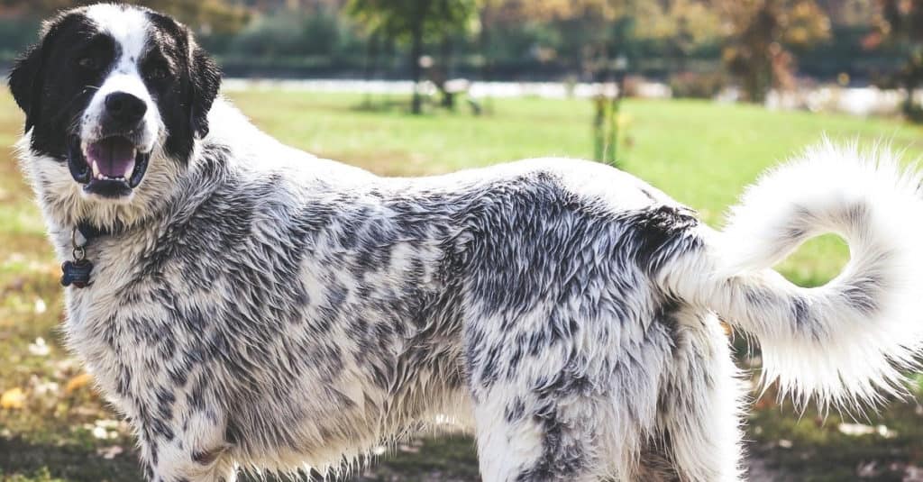 Pyrador che gioca nel parco