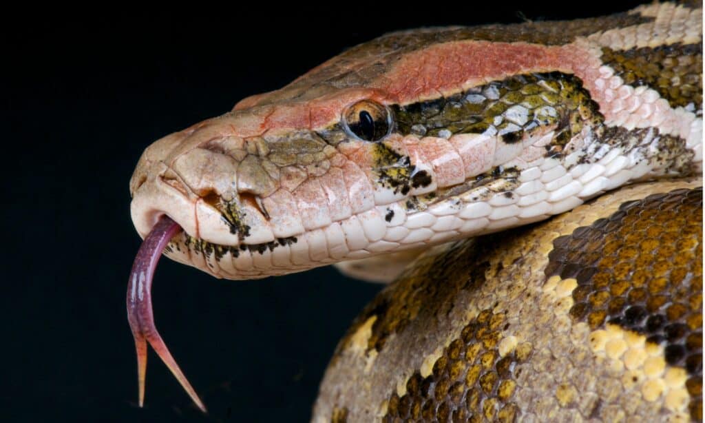 Il pitone indiano è una grande specie di serpente non velenoso trovata in India, Nepal, Pakistan, Sri Lanka, Bhutan e Bangladesh.