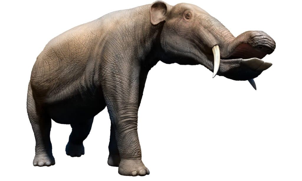 Rendering 3D di un platybelodon su sfondo bianco