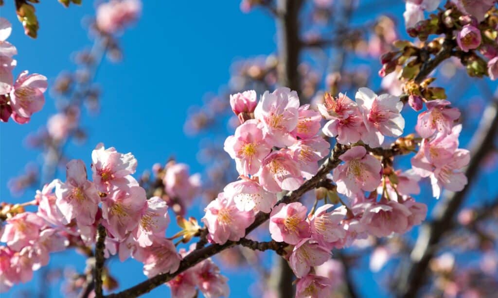 ramo di fiori di ciliegio