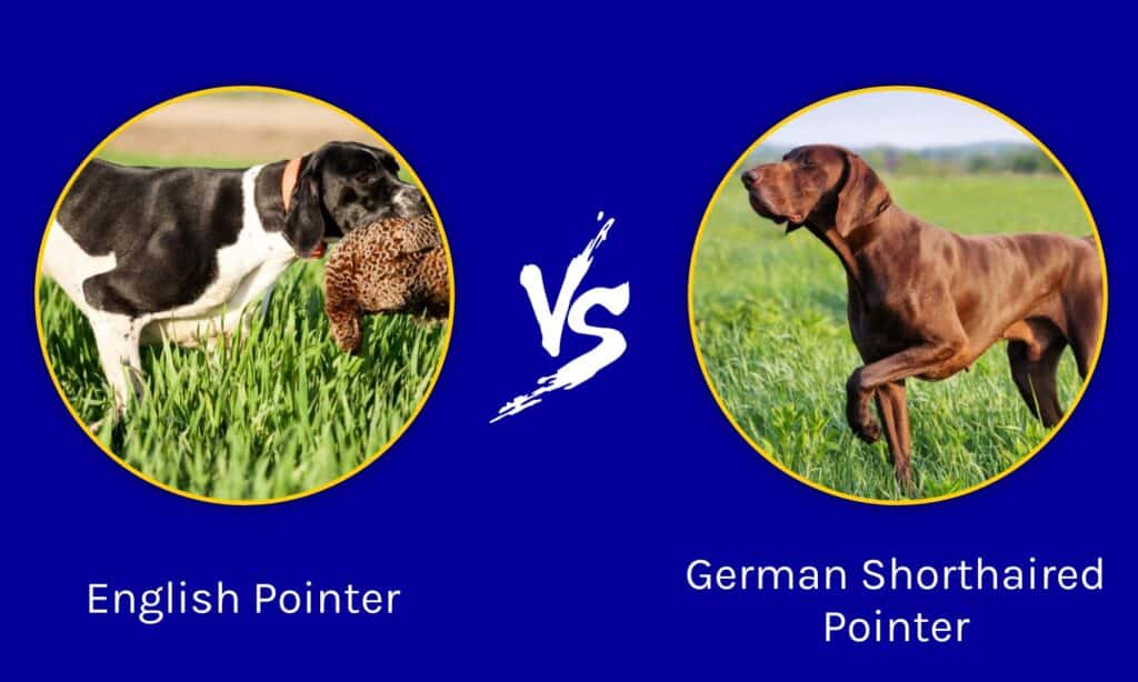 Pointer inglese vs Pointer tedesco a pelo corto