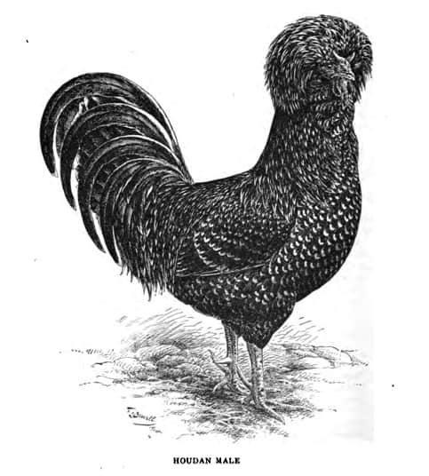 Il pollo Houdan, o Poule de Houdan come è noto in Francia, prende il nome dalla cittadina in cui è originario.