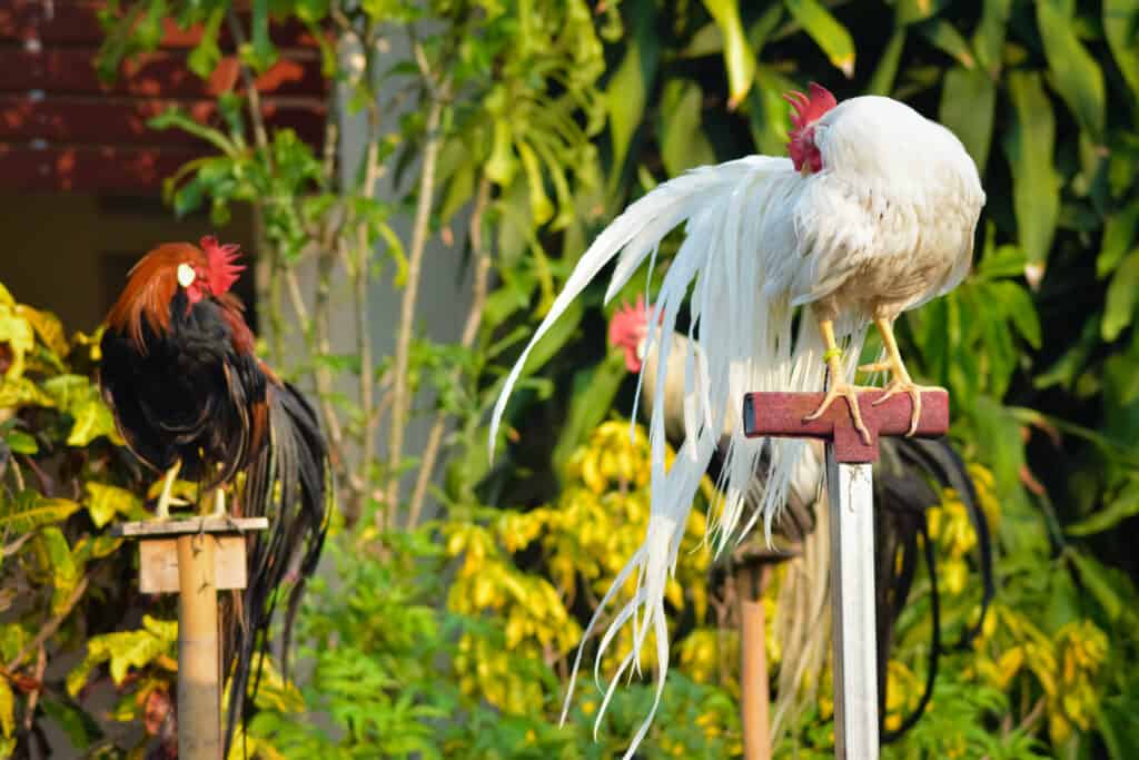 Pollo a coda lunga di Onagadori