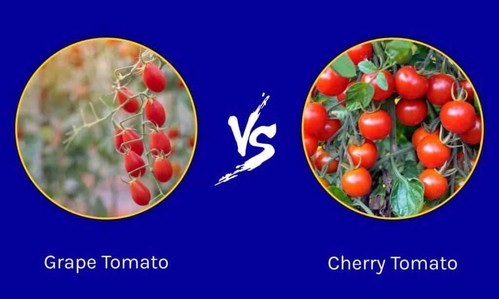 Pomodoro Uva vs Pomodoro Ciliegino