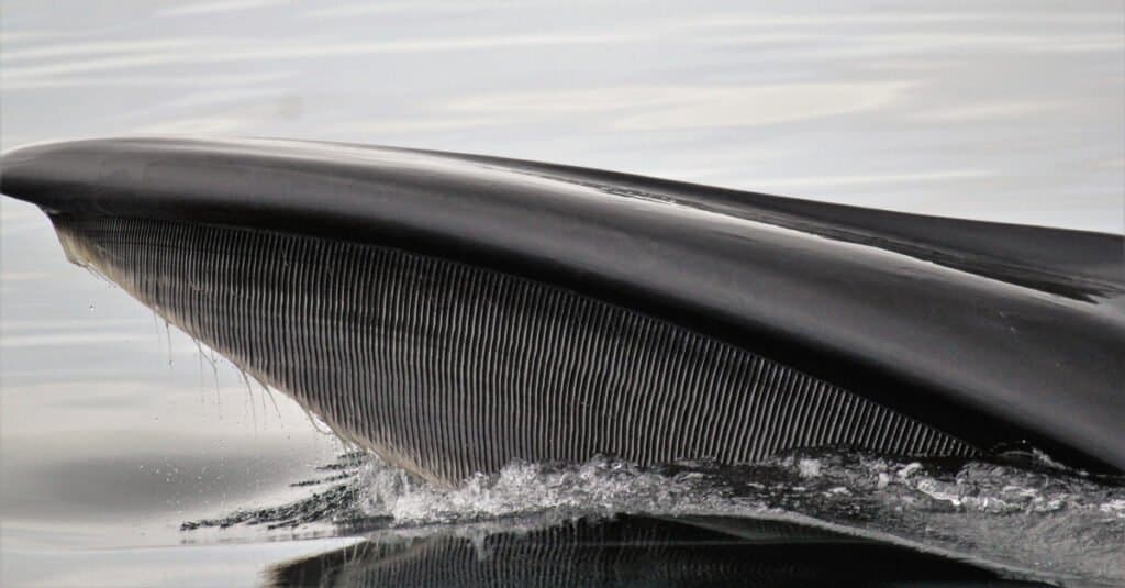 Denti di balenottera azzurra - Close up di Baleen Plates