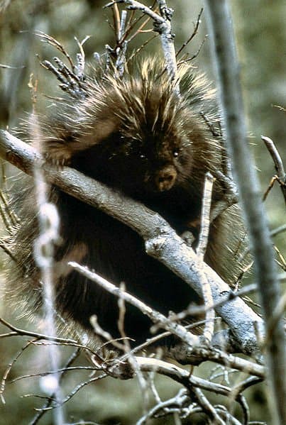 Porcospino che si arrampica su un albero