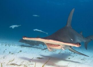 Posizione dello squalo martello: dove vivono gli squali martello?
