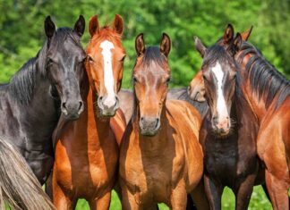 Posse of Horses sfida Grizzly a caricare in una tesa resa dei conti
