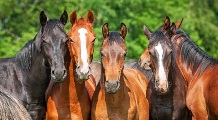 Posse of Horses sfida Grizzly a caricare in una tesa resa dei conti
