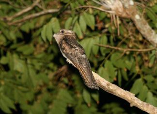 A northern potoo perched on a branch against a backdrop of green leaves