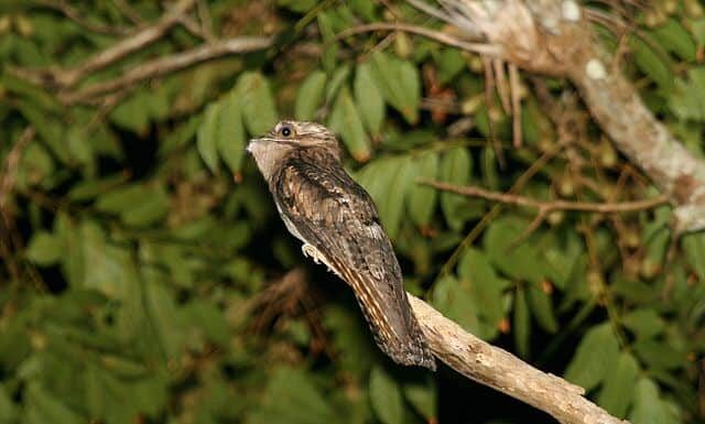 A northern potoo perched on a branch against a backdrop of green leaves