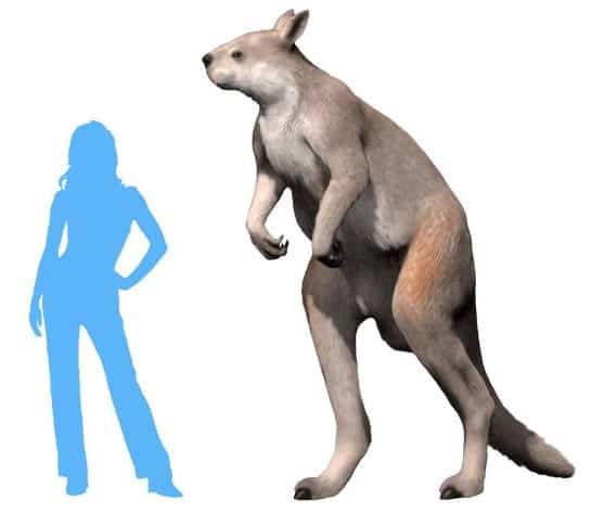 Un confronto delle dimensioni di un umano e Procoptodon goliah, il più grande canguro mai vissuto.  P. goliah e altri canguri stenurina erano browser bipedi.
