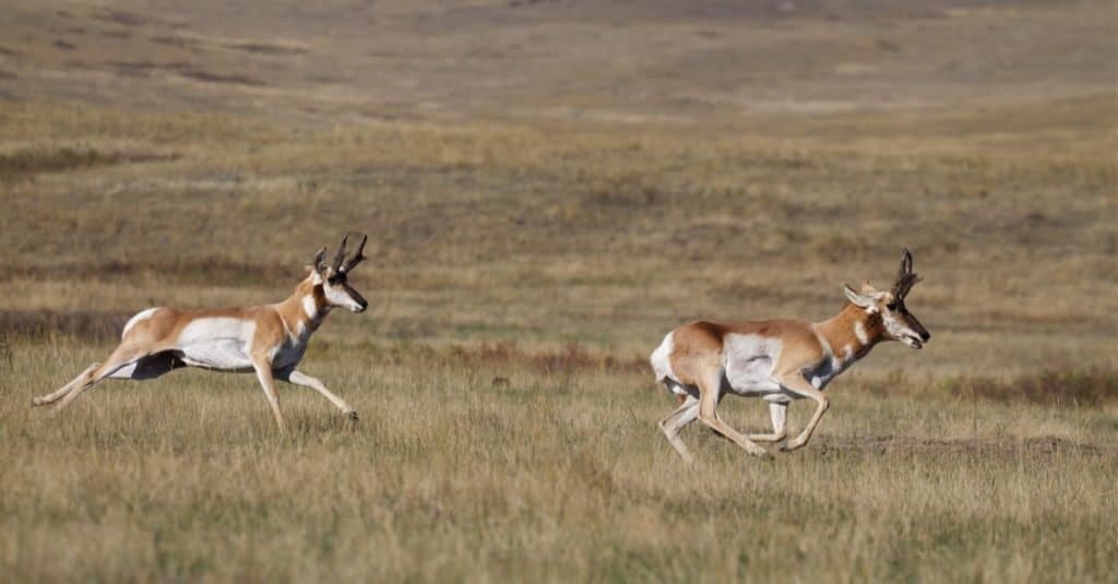 Pronghorn Antelope, Antilocapra americana, il mammifero più veloce del Nord America, due dollari che corrono ad alta velocità attraverso la prateria.