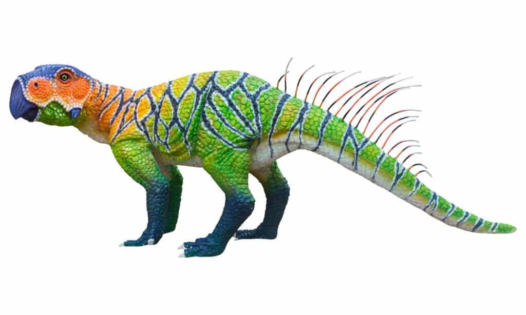 Psittacosaurus in piedi su tutti e quattro i piedi su uno sfondo bianco
