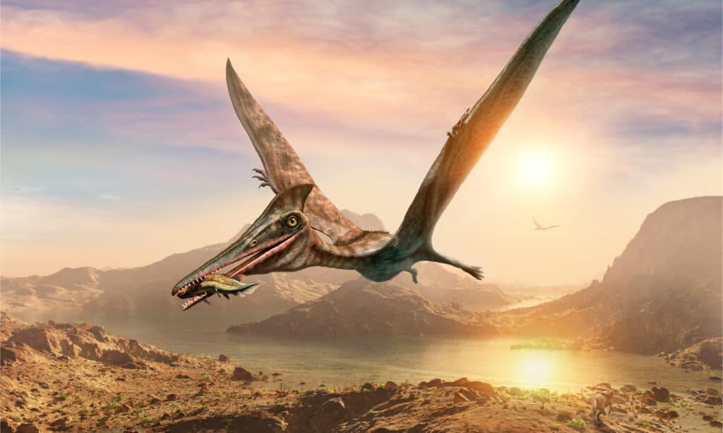 Illustrazione 3D di uno pterodattilo con pesce in bocca