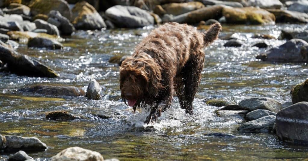 Un Pudelpointer, in un torrente di montagna in una giornata calda e soleggiata.