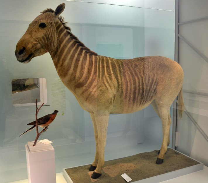 Quagga tassidermizzato nel Museo di Storia Naturale di Basilea.