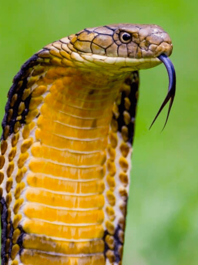 Incontra il serpente più intelligente del mondo Immagine di copertina di King Cobra