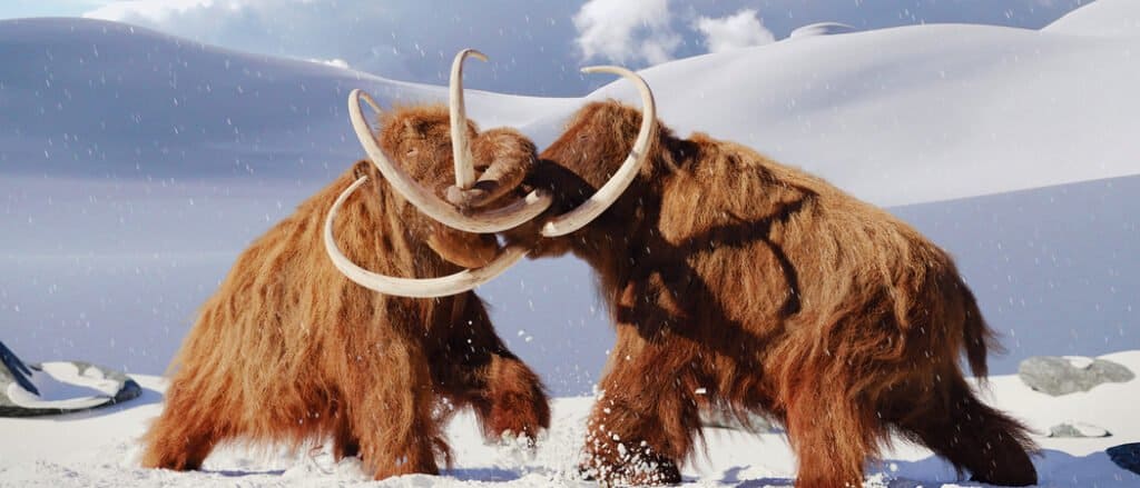 Quando si sono estinti i mammut lanosi?  - Gli ultimi mammut lanosi vivono sull'isola di Wrangel in Russia