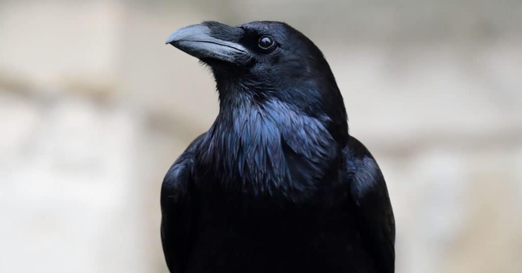 Ritratto ravvicinato di un corvo imperiale (Corvus corax)