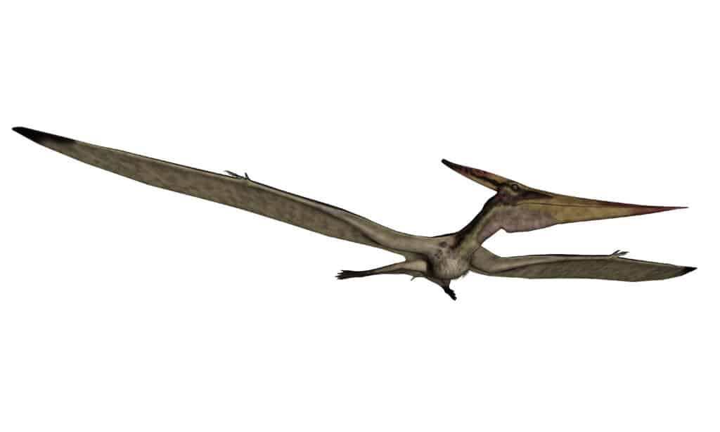 pterosauri 