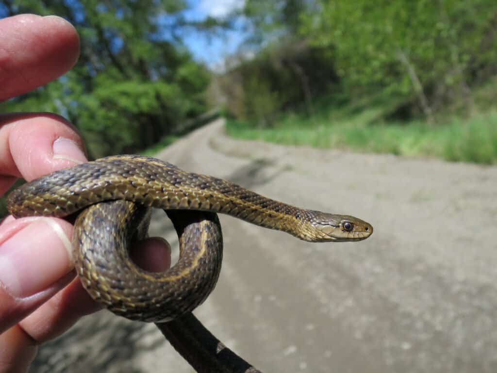 I serpenti giarrettiera terrestri occidentali vivono tipicamente vicino all'acqua.