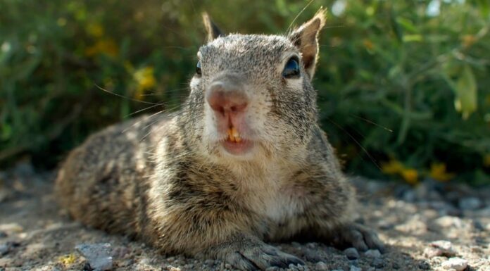 Quando è la stagione degli scoiattoli in Texas?
