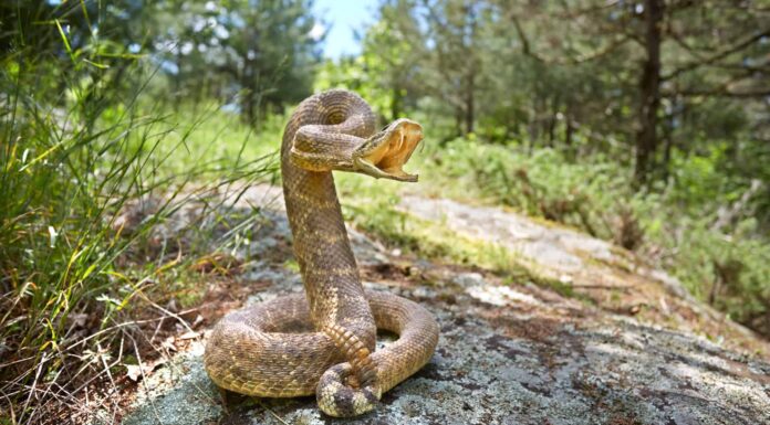 Quando escono i serpenti in Virginia?

