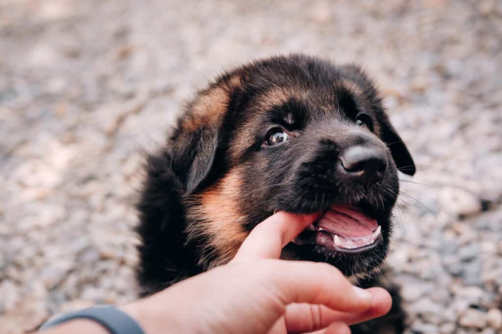 dentizione del cucciolo
