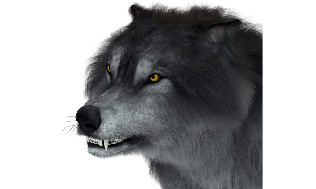 Illustrazione 3D della testa di un terribile lupo