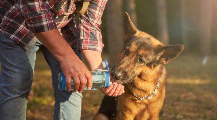  Quanta acqua dovrebbe bere un cane, qual è troppa?  Quali sono i rischi?
