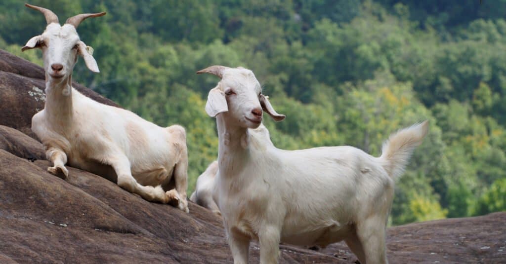 Due capre Kiko su una collina